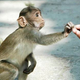 Illustration for article titled Why Don’t Humans Have as Much Hair as Other Primates?